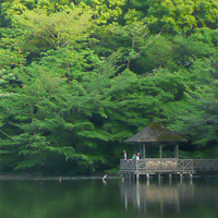 石神井公園の三宝池
