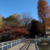 秋の「井の頭恩賜公園」