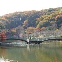町田市の薬師池公園の写真