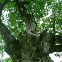 東村山市の市の木「けやき」