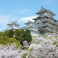 桜の咲く姫路城の写真