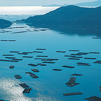 岡山県の観光スポット、虫明湾のカキ筏
